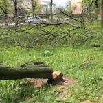 Kielce. Program „Interwencja” - mieszkańcy przeciwni wycince drzew / Krzysztof Bujnowicz / Radio Kielce