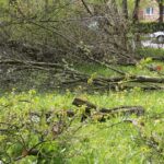 Kielce. Program „Interwencja” - mieszkańcy przeciwni wycince drzew / Krzysztof Bujnowicz / Radio Kielce