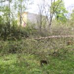 Kielce. Program „Interwencja” - mieszkańcy przeciwni wycince drzew / Krzysztof Bujnowicz / Radio Kielce