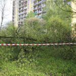 Kielce. Program „Interwencja” - mieszkańcy przeciwni wycince drzew / Krzysztof Bujnowicz / Radio Kielce