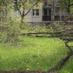 Kielce. Program „Interwencja” - mieszkańcy przeciwni wycince drzew / Krzysztof Bujnowicz / Radio Kielce