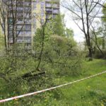 Kielce. Program „Interwencja” - mieszkańcy przeciwni wycince drzew / Krzysztof Bujnowicz / Radio Kielce