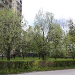 Kielce. Program „Interwencja” - mieszkańcy przeciwni wycince drzew / Krzysztof Bujnowicz / Radio Kielce