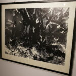 05.05.2017 Kielce. BWA. Wystawa NATURALNIE – SZTUKA! Aneta Pliszka – grafika. / Jarosław Kubalski / Radio Kielce