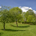 27.05.2017 Kielce. Rezerwat przyrody "Kadzielnia". / Marzena Mąkosa / Radio Kielce