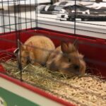 13.05.2017 Kielce. Sesja ze zwierzętami w jednym ze sklepów galerii "Korona" / Karol Żak / Radio Kielce