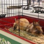 13.05.2017 Kielce. Sesja ze zwierzętami w jednym ze sklepów galerii "Korona" / Karol Żak / Radio Kielce