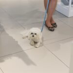 13.05.2017 Kielce. Sesja ze zwierzętami w jednym ze sklepów galerii "Korona" / Karol Żak / Radio Kielce