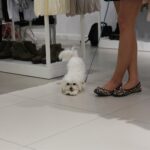 13.05.2017 Kielce. Sesja ze zwierzętami w jednym ze sklepów galerii "Korona" / Karol Żak / Radio Kielce