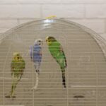 13.05.2017 Kielce. Sesja ze zwierzętami w jednym ze sklepów galerii "Korona" / Karol Żak / Radio Kielce