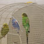 13.05.2017 Kielce. Sesja ze zwierzętami w jednym ze sklepów galerii "Korona" / Karol Żak / Radio Kielce