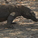 Wyspa Komodo. / Majka Szura