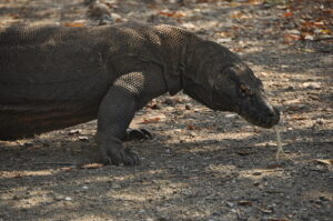 Wyspa Komodo. / Majka Szura