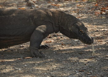 Wyspa Komodo. / Majka Szura