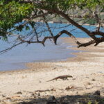 Wyspa Komodo. / Majka Szura