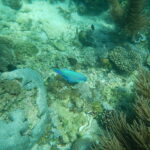 Wyspa Komodo. / Majka Szura