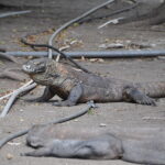 Wyspa Komodo. / Majka Szura