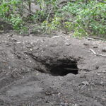 Wyspa Komodo. / Majka Szura