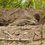 Wyspa Komodo. / Majka Szura