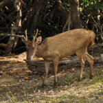 Wyspa Komodo. / Majka Szura