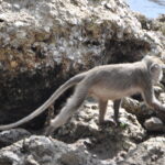 Wyspa Komodo. / Majka Szura