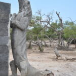 Wyspa Komodo. / Majka Szura