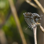 Majorka. Cacyreus marshalli. / Andrzej Staśkowiak