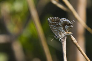 Majorka. Cacyreus marshalli. / Andrzej Staśkowiak