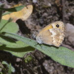 Kreta. Coenonympha thyrsis. / Andrzej Staśkowiak