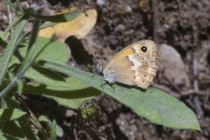 Kreta. Coenonympha thyrsis. / Andrzej Staśkowiak