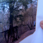 „Świętokrzyskie korzeniaki” - najnowsza, 15. książka, Anny Błachuckiej, pisarki, poetki z Małogoszcza; Anna Błachucka / Ewa Pociejowska-Gawęda / Radio Kielce