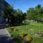 Starachowice. Nowy ogród w Domu Pomocy Społecznej / Michał Kita / Radio Kielce