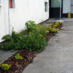 Starachowice. Nowy ogród w Domu Pomocy Społecznej / Michał Kita / Radio Kielce