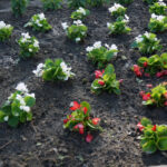 Starachowice. Nowy ogród w Domu Pomocy Społecznej / Michał Kita / Radio Kielce