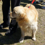 Skarżysko-Kamienna. Europejska Wystawa Psów Rasowych / Tomasz Piwko / Radio Kielce