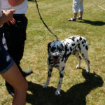 Skarżysko-Kamienna. Europejska Wystawa Psów Rasowych / Tomasz Piwko / Radio Kielce