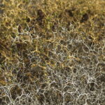 Kreta. Frygana krwiściąg ciernisty. / Andrzej Staśkowiak