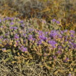 Kreta. Frygana Thymus (Coridothymus) capitatus. / Andrzej Staśkowiak