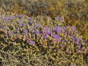 Kreta. Frygana Thymus (Coridothymus) capitatus. / Andrzej Staśkowiak