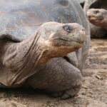 Wyspy Galapagos / Majka Szura