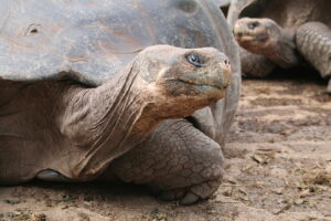 Wyspy Galapagos / Majka Szura