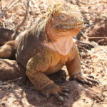 Wyspy Galapagos / Majka Szura