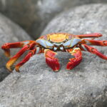 Wyspy Galapagos / Majka Szura