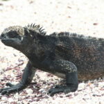 Wyspy Galapagos / Majka Szura