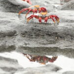 Wyspy Galapagos / Majka Szura