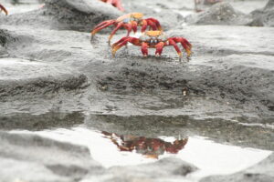 Wyspy Galapagos / Majka Szura