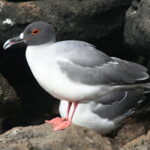 Wyspy Galapagos / Majka Szura