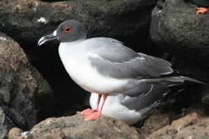 Wyspy Galapagos / Majka Szura