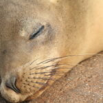 Wyspy Galapagos / Majka Szura