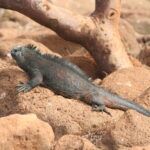 Wyspy Galapagos / Majka Szura